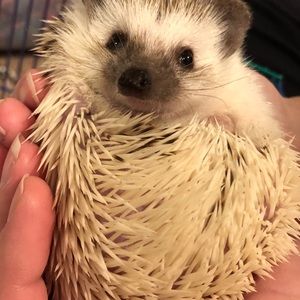 Meet your Posher, Alicia